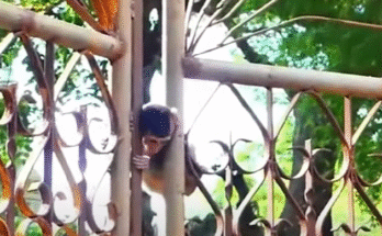 Tiny Heads Trapped: A Mother’s Race to Rescue Her Babies