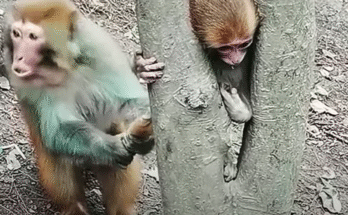 A Narrow Escape: The Baby Monkey’s Tree Rescue