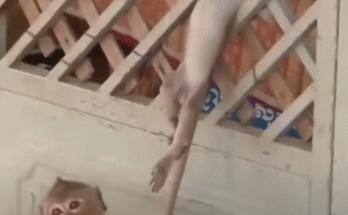 Curious Trouble: Baby Monkeys Getting Stuck in Unexpected Places