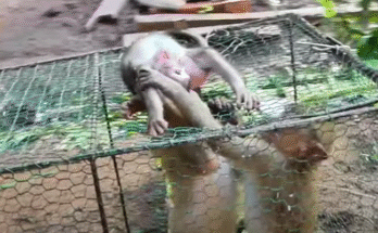 Innocent Play Turns Painful: Baby Monkey Hurt by Older Sibling