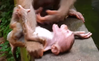 I can't believe a mother monkey could be so rough with her baby.