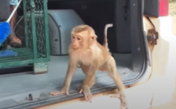 After Life-Saving Treatment, Baby Monkey Faces Heartbreaking Rejection from His Own Mother