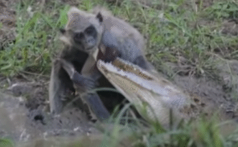 Crocodile Ambushes Grey Langur in a Deadly Fight for Survival