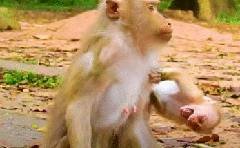 Adorable Baby Monkey Suffers Under His Mother’s Harsh Treatment