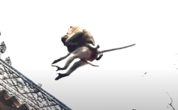 OMG! Brave Mommy Monkey Struggles to Save Her Baby from a Terrifying Fall
