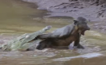 Adult Monkey Goes to Drink, Unaware a Crocodile is Lurking