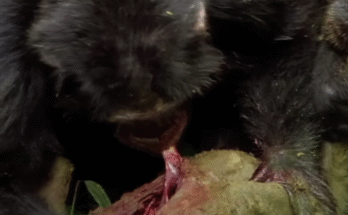Chimpanzees Ruthlessly Hunt Down a Monkey
