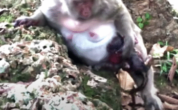 Monkey Gives Birth High Up in the Tre