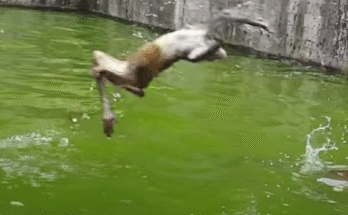 Incredible Footage: Monkeys Master the Art of Swimming and Diving