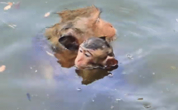 Mother Monkey Teaches Her Baby to Swim Like a Natural