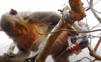 High Above the Jungle: Mother Monkey Gives Birth in the Treetops