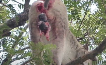 Tender and Tough: Roby the Young Monkey Gives Birth to a Tiny Premature Infant