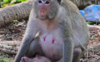 Heartbreak in the Trees: Mother Monkey Mourns her baby
