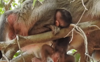 Wobbly But Brave: Newborn Monkey Explores the Trees with Mama