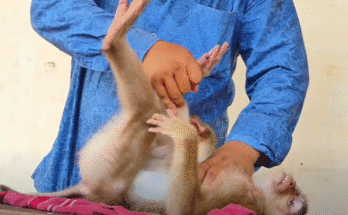 Healing Touch: How Fiber Therapy Massages Help Injured Monkeys Regain Movement
