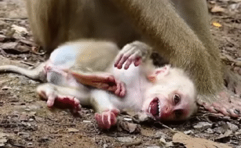 Orphaned in the Wild: A Baby Monkey’s Journey After Losing Its Mother