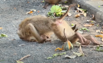 Hope After the Fall: Healing a Monkey Hurt by Electricity