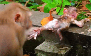 "injured baby monkey wrapped in bandages" "rescued monkey drinking milk from bottle" "monkey receiving massage therapy after injury" "electrocuted monkey recovery center care" "orphaned monkey sleeping in soft blanket"