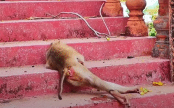 "injured baby monkey wrapped in bandages" "rescued monkey drinking milk from bottle" "monkey receiving massage therapy after injury" "electrocuted monkey recovery center care" "orphaned monkey sleeping in soft blanket"