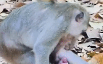 "injured baby monkey wrapped in bandages" "rescued monkey drinking milk from bottle" "monkey receiving massage therapy after injury" "electrocuted monkey recovery center care" "orphaned monkey sleeping in soft blanket"