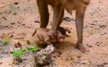 "injured baby monkey wrapped in bandages" "rescued monkey drinking milk from bottle" "monkey receiving massage therapy after injury" "electrocuted monkey recovery center care" "orphaned monkey sleeping in soft blanket"