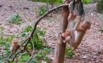 "injured baby monkey wrapped in bandages" "rescued monkey drinking milk from bottle" "monkey receiving massage therapy after injury" "electrocuted monkey recovery center care" "orphaned monkey sleeping in soft blanket"