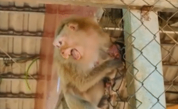 "injured baby monkey wrapped in bandages" "rescued monkey drinking milk from bottle" "monkey receiving massage therapy after injury" "electrocuted monkey recovery center care" "orphaned monkey sleeping in soft blanket"