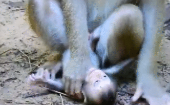 “Cute baby monkey sipping milk”