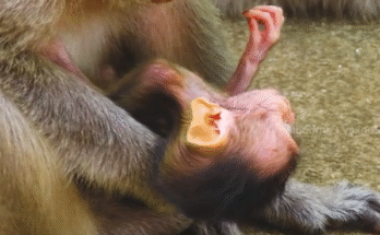 "injured baby monkey wrapped in bandages" "rescued monkey drinking milk from bottle" "monkey receiving massage therapy after injury" "electrocuted monkey recovery center care" "orphaned monkey sleeping in soft blanket"