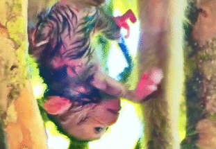 "JUST BORN 💞 WATCH HER FIRST HUG" "Young Mom, Big Love 💔🐒" "She Doesn’t Know What to Do… But She Tries 🥺" "Her Baby Is Everything Now" "A Mother’s Love, From the First Minute 💕"