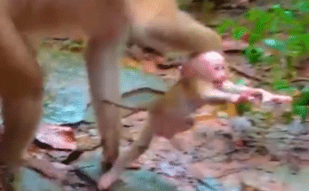 "She Grabbed Her Baby's Head 😱 But Why?" "WAIT—Was That LOVE or Discipline?" "Tough Moment. Gentle Meaning. 💔" "Monkey Mom Shocks Us All…" "Watch This Before You Judge 🐒❤️"