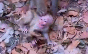 "Libby’s Cry for Help—Baby Lily Needs You!" "What’s Wrong With Baby Lily? Watch Libby’s Plea" "Help Baby Lily—Libby’s Emotional Moment" "God Please Rescue Baby Lily 🐒🙏" "A Beautiful Baby in Need—Libby Cares Deeply"