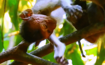 "injured baby monkey wrapped in bandages" "rescued monkey drinking milk from bottle" "monkey receiving massage therapy after injury" "electrocuted monkey recovery center care" "orphaned monkey sleeping in soft blanket"