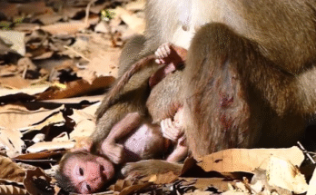 "R.I.P. Little One 💔" "Farewell, Baby Monkey 🐒" "A Lovely Baby’s Final Moments" "Remembering a Tiny Soul" "Gone Too Soon, Loved Forever"