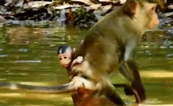 "Oh Baby… Why Alone in Water? 😢" "Where’s Mommy? Baby Monkey Left Behind 💔" "Sad Scene: Wet Baby Monkey Waiting…" "Left in the Water… So Alone" "Heartbreaking: Baby Monkey All Alone"