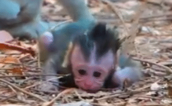 Heartbreaking image of baby monkey screaming and crying after mother refuses to feed him.