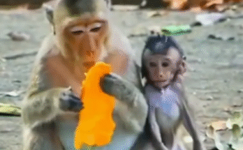 Newborn baby monkey Balu looks exhausted as mother finally hugs him in emotional moment.