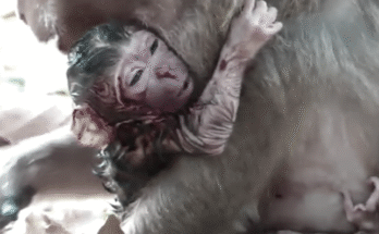 Mother monkey holds her newborn baby lovingly in emotional first moment.