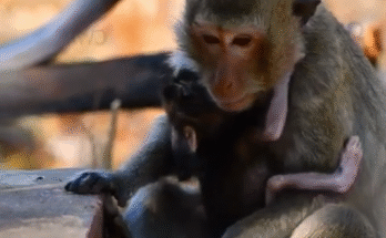 Weak baby monkey crying for milk while held tightly by another older monkey in the jungle