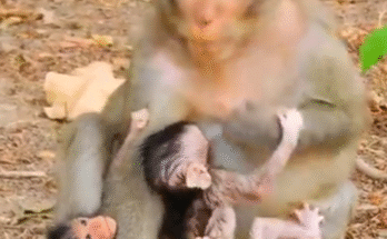 "injured baby monkey wrapped in bandages" "rescued monkey drinking milk from bottle" "monkey receiving massage therapy after injury" "electrocuted monkey recovery center care" "orphaned monkey sleeping in soft blanket"