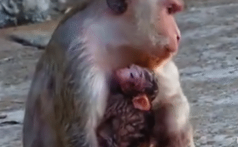 Newborn monkey Brittany lying under a tree root, looking weak and desperate for her mother’s milk.