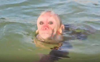 Baby monkey Yena at the edge of the sea, curiously watching waves and meeting her father’s sister for the first time.