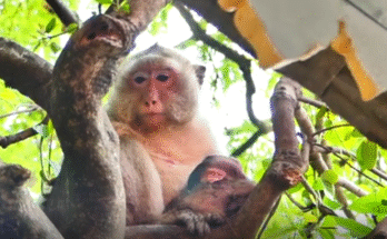 Tiny newborn monkey Max soaked in rain, curled up weak and trembling on muddy ground, rescued and revived with warmth and love.