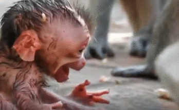Newborn baby monkey abandoned by mother after birth, lying alone crying on the jungle floor, rescued and wrapped in warmth by caretakers.
