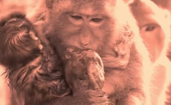 "injured baby monkey wrapped in bandages" "rescued monkey drinking milk from bottle" "monkey receiving massage therapy after injury" "electrocuted monkey recovery center care" "orphaned monkey sleeping in soft blanket"