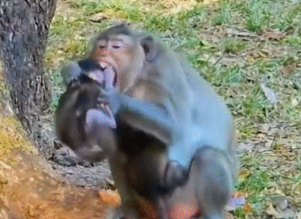 Painful Mistake! 😢 Baby monkey clings to the wrong mother and gets attacked. Now he’s alone, scared, and healing — but his journey is one of hope 💔🐒