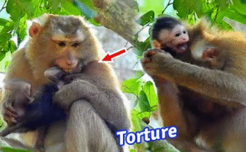 Baby monkey Jody lies injured and terrified on the jungle floor after being attacked by an aggressive adult female monkey named Bonita.