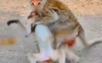 "injured baby monkey wrapped in bandages" "rescued monkey drinking milk from bottle" "monkey receiving massage therapy after injury" "electrocuted monkey recovery center care" "orphaned monkey sleeping in soft blanket"