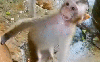“monkey life,” “daily monkey routine,” “monkey love,” “monkey waits for owner”