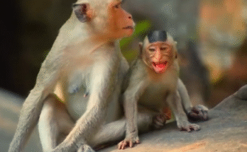 "Cute Little Monkey Cry Sound Need Milk – Comedy Monkey | Monkeying Wild"